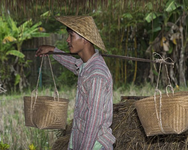 smLuangPN1499 Harvested rice being transported in bamboo baskets, traditional rice farming in the rice farrm of the community enterprise Living Land, Ban Phong Van close to...