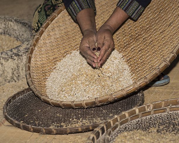 smLuangPN1500 Rice grains left in a woven bamboo tray after having removed the husk, traditional rice harvest, Living Land Rice Farrm in Ban Phong Van close to Luang Prabang,...