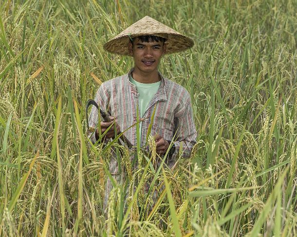 smLuangPN1539 The ripe rice stalks are being harvested with a handmade sickle, traditional rice farming in the rice farrm of the community enterprise Living Land, Ban Phong...