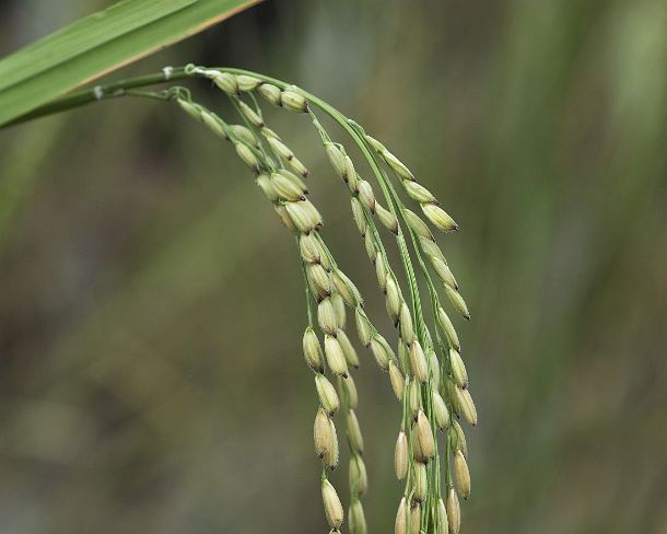 smLuangPN1540 Panicle of sticky rice variety Kau Niau, Laos