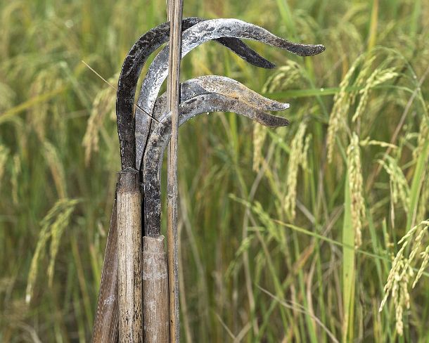 smLuangPN1541 Handmade sickles in a rice paddy, traditional rice farming in the rice farrm of the community enterprise Living Land, Ban Phong Van close to Luang Prabang, Laos