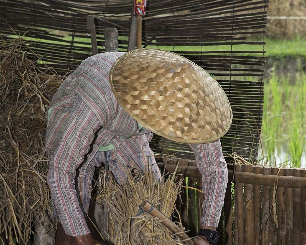 smLuangPN1542 Grains are being thrashed using a set of batons to release all the grains from the stalks, traditional rice farming in the rice farrm of the community...