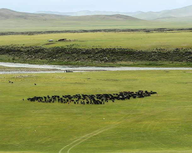 smMongolN1672 Flock of black sheep on a vast plain of Orkhon Valley, Khangai Nuruu National Park, Oevoerkhangai Aimag, Mongolia