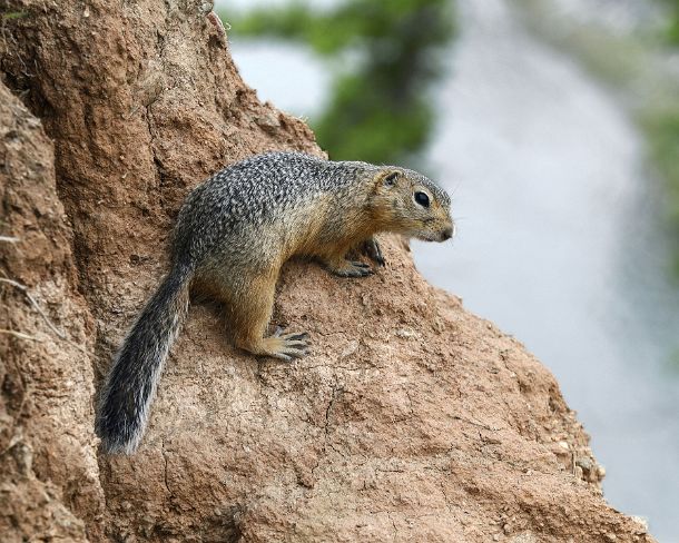 smMongolN1674 Daurian ground squirrel, (Spermophilus dauricus), Squirrel family (Sciuridae), Orkhon Valley, Khangai Nuruu National Park, Oevoerkhangai Aimag, Mongolia