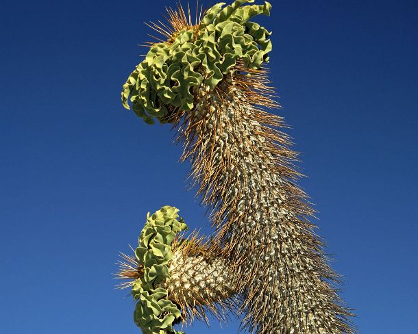 smIPT_ZA_95386_u Halfmens, Pachypodium namaquanum, with inflorescence in habitat, Richtersveld Transfrontier National Park, South Africa