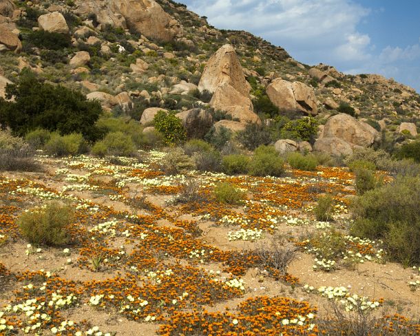 smRF_ZA_93314_u Blossoming Pietsnot (Grielum humifusum) and Beetle daisy (Gorteria diffusa) during the spring flowr dfisplay in the Nama Karoo, Namaqualand, South Africa
