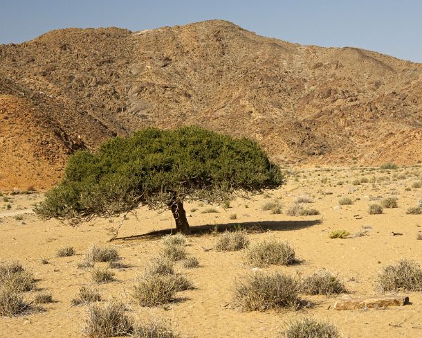 smRF_ZA_93760_u Witgatboom, Shepherd's tree (Boscia albitrunca) growing in the mountainous desert landscape of the Richtersveld, Richtersveld National Park, Northern Cape,...