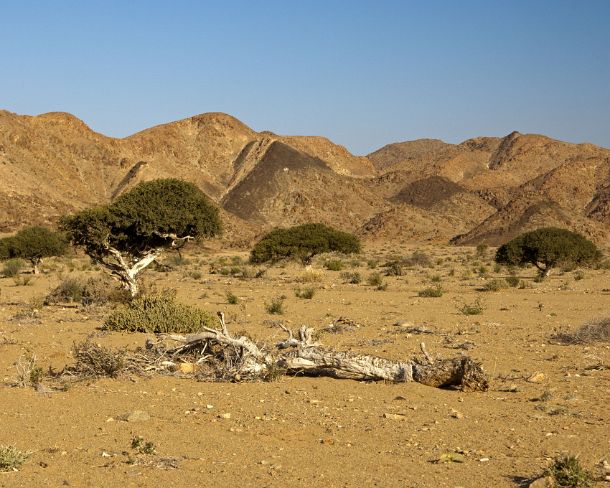 smRF_ZA_93851_u Dead tree lying in the mountainous desert landscape of the Richtersveld, Richtersveld National Park, Northern Cape, South Africa