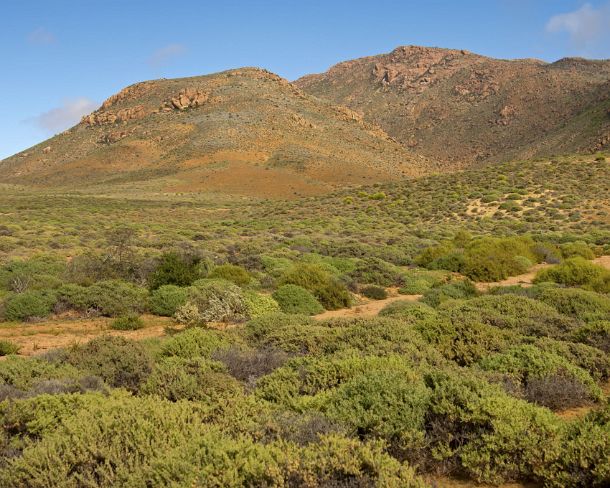 smRF_ZA_94104_u Nama Karoo shrubland, Richtersveld, Northern Cape province, South Africa