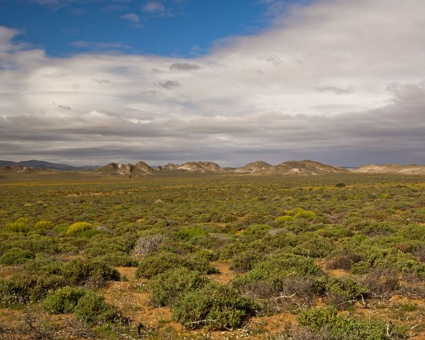 smRF_ZA_94108_u Nama Karoo shrubland, Richtersveld, Northern Cape province, South Africa