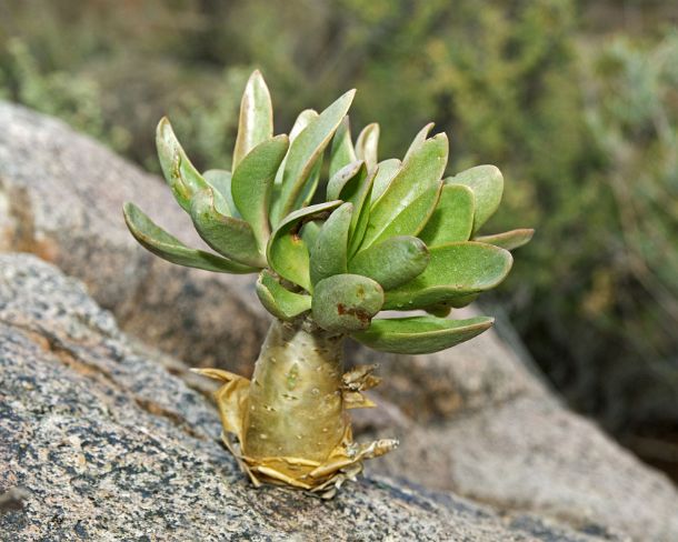 smRF_ZA_94421_u Botterboom (Tylecodon paniculatus) in habitat, Crassulaceae, Richtersveld, South Africa