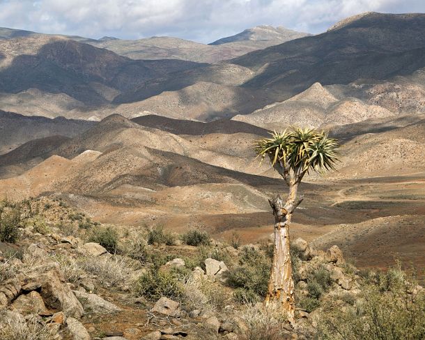 smRF_ZA_94453_g Mountain scenery with Aloe pillansi (Giant Quiver Tree) in the forground, Richtersveld Transfrontier National Park, South Africa