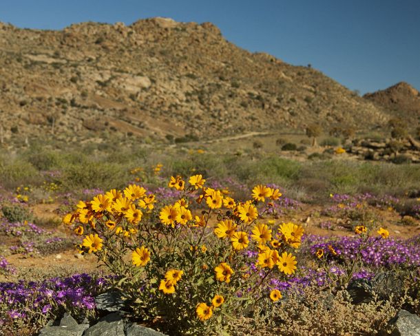 smRF_ZA_95352_u Spring display of flowers in the Goegap Nature Reserve, Namaqualand, South Africa