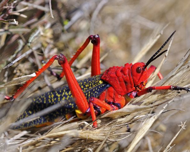 smRF_ZA_b06279_u Common milkweed locust, Phymateus morbillosus, with bright colors serving as warning coloration to scare off predators, Goegap Nature Reserve, Namaqualand,...