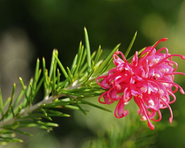 smRF_MSC_b17362_u Grevillea junipera, Grevillea, Proteaceae