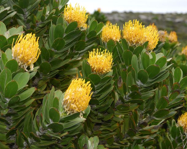 smRF_ZA_65660_u Flowering Pincushion, Protea, Leucospermum spec., South Africa