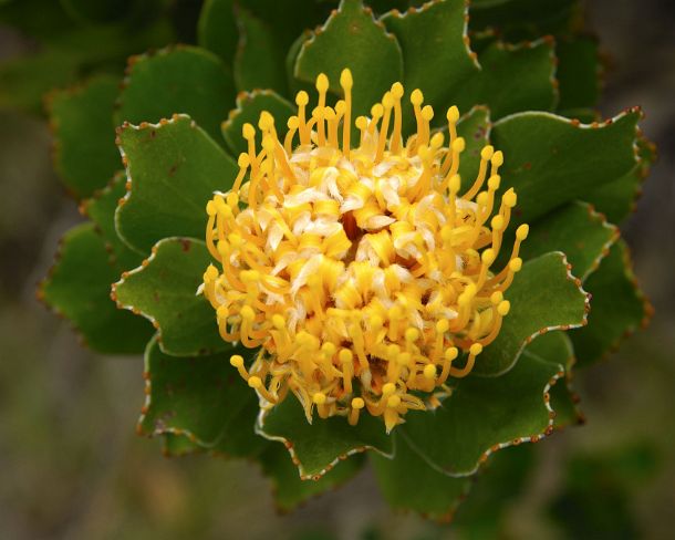 smRF_ZA_65667_u Flowering Pincushion, Protea, Leucospermum spec., South Africa