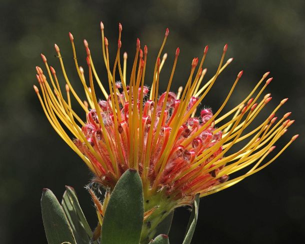 smRF_ZA_b00660_g Leucospermum cordifolium, Proteaceae, Western Cape Province, South Africa