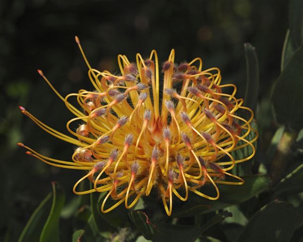 smRF_ZA_b00665_g Leucospermum cordifolium, Proteaceae, Western Cape Province, South Africa