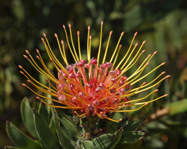 smRF_ZA_b00671_g Leucospermum cordifolium, Proteaceae, Western Cape Province, South Africa