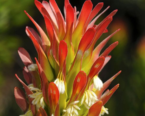 smRF_ZA_b00673_g Red-crested Pagoda, Mimetes cullatus, Proteaceae, Cape Point Nature Reserve, Western Cape Province, South Africa