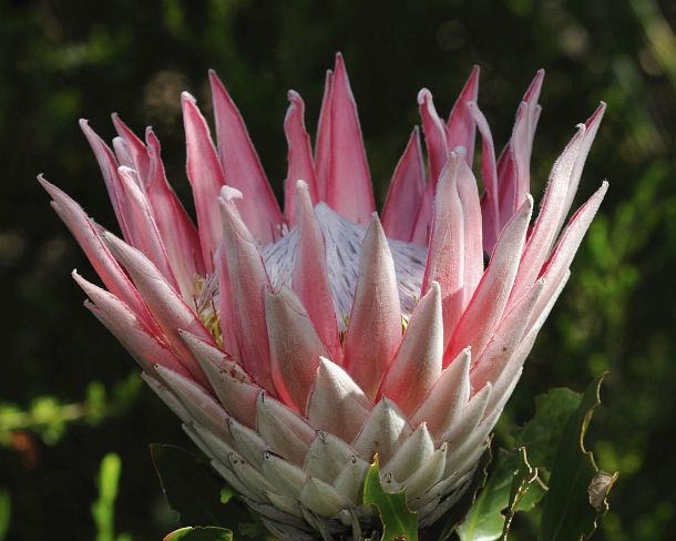 smRF_ZA_b00686_g King Protea, Protea cynaroides, Cape Point Nature Reserve, Western Cape Province, South Africa