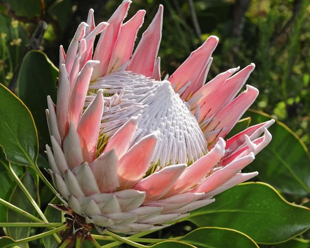 smRF_ZA_b00720_g King Protea, Protea cynaroides, Cape Point Nature Reserve, Western Cape Province, South Africa