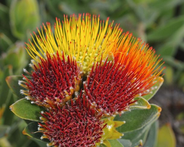 smRF_ZA_b00737_g Tufted pincushion, Leucospermum oleifolium, Proteaceae, Western Cape Province, South Africa