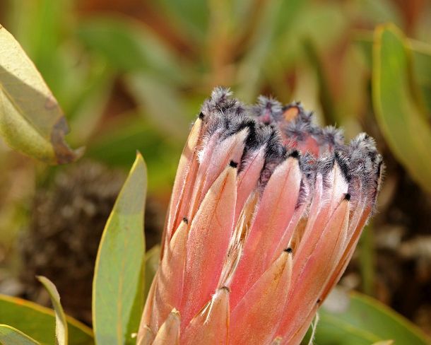 smRF_ZA_b94848_g Protea laurifolia, grey-leaf sugarbush, laurel protea, Namaqualand, South Africa