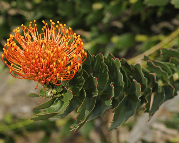 smRF_ZA_b94880_u Leucospermum cordifolium, Cape Floral Kingdom, Proteacea, South Africa