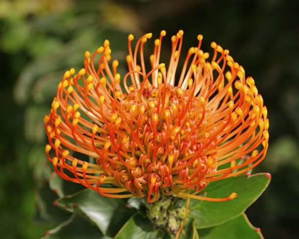 smRF_ZA_b94886_u Leucospermum cordifolium, Cape Floral Kingdom, Proteacea, South Africa