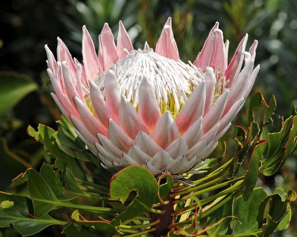 smRF_ZA_b94967_u King Protea, Protea cynaroides, National flower of South Africa, Cape Floral Kingdom, South Africa