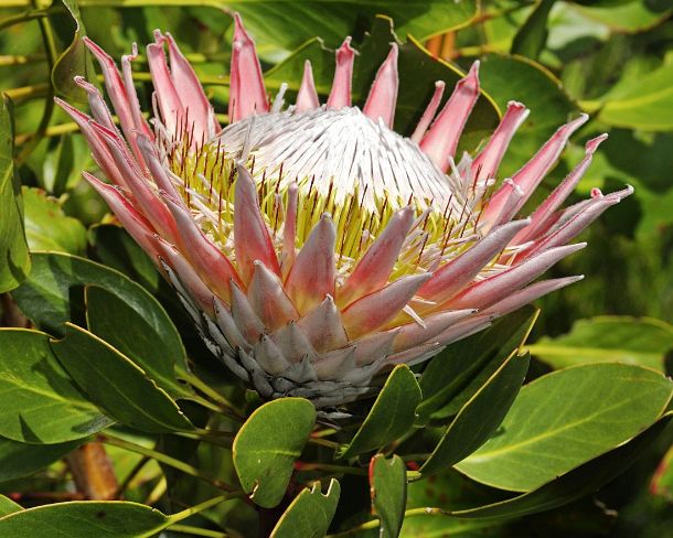 smRF_ZA_b94975_u King Protea, Protea cynaroides, National flower of South Africa, Cape Floral Kingdom, South Africa