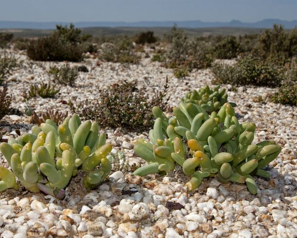 smRF_ZA_96531_u Dead man fingers, Dactylopsis digitata, Knersvlakte, Namaqualand, South Africa