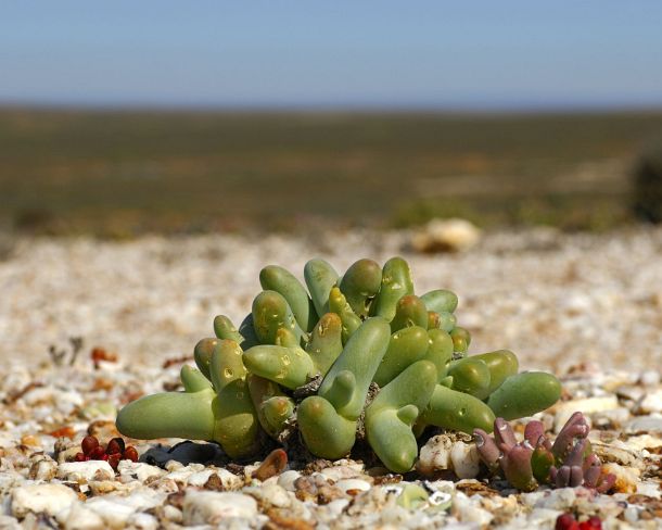 smRF_ZA_96587_u Dead man fingers, Dactylopsis digitata, Knersvlakte, Namaqualand, South Africa