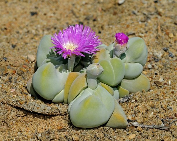 smRF_ZA_b05879_u Gibbaeum album, Vanrhynsdorp, Western Cape, Namaqualand, South Africa