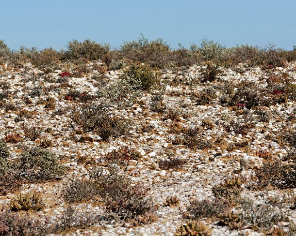 smRF_ZA_b05981_g Whitish, shiny patches of quartz gravel in the Knersvlakte region, Western Cape, Namaqualand, South Africa