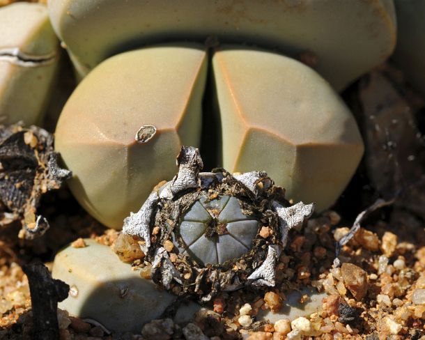 smRF_ZA_b93515_g Lapidaria margaretae with seed capsules, Katmis, Klipvygie, rock mesemb, Namaqualand, South Africa