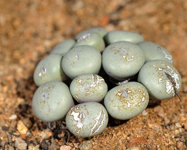 smRF_ZA_b93539_u Cushion of Conophytum flavum, Knopies, Namaqualand, South Africa