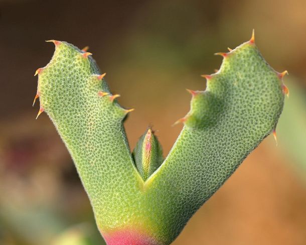 smRF_ZA_b93692_g Odontophorus marlothii Namaqualand, South Africa