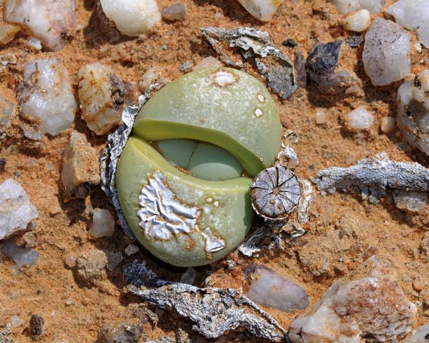 smRF_ZA_b94364_u Argyroderma sp.with seed capsule in the quarzfield of Knersvlakte, Succulent Karoo, Namaqualand, South Africa