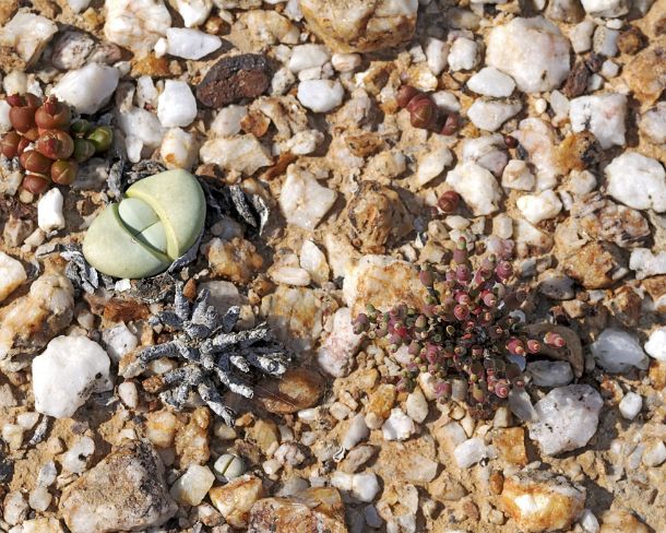 smRF_ZA_b94393_u Dwarf succulents, quartz fields, Knersvlakte, Succulent Karoo, Namaqualand, South Africa