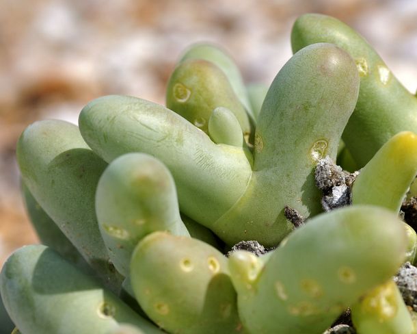 smRF_ZA_b94399_u Phyllobulus digitata, Knersvlakte, Succulent Karoo, Namaqualand, South Africa