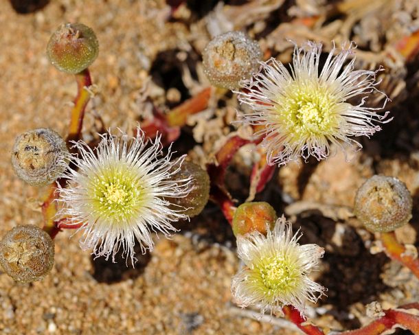 smRM_ZA_b00948_g Blooming Mesmbryanthemum sp. in habitat, ice plant, Aizoaceae, Mesembs, Goegap Nature Reserve, Namaqualand, South Africa