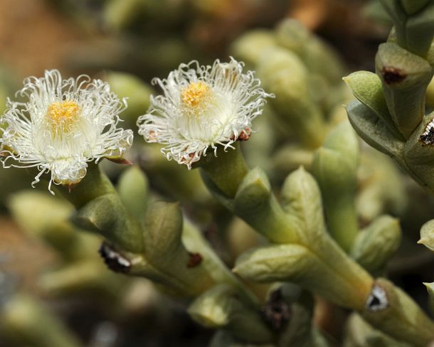 smRM_ZA_b01018_g Two flowers of Polymita albiflora in habitat, Aizoaceae, Mesembs, Goegap Nature Reserve, Namaqualand, South Africa