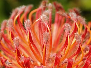 Protea flowers ... the King Protea being the National Flower of South Africa