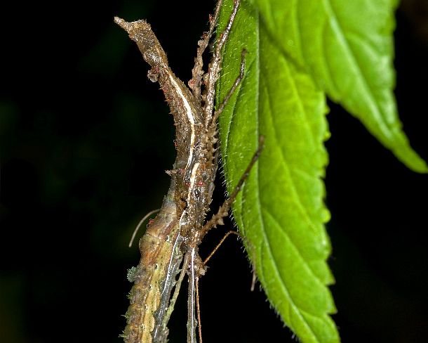 sm_EC1N1002 Shedding stick insect, phasmida, Tandayapa region, Andean cloud forest, Ecuador