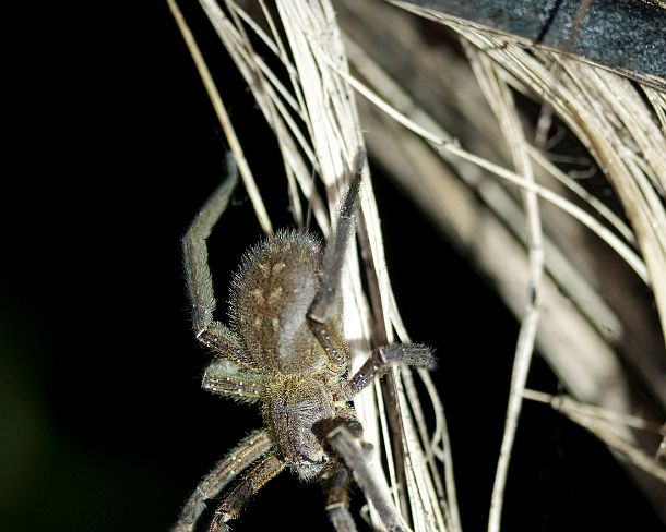 sm_EC1N1003 Wandering spider, Tiputini rain forest, Yasuni National Park, Ecuador