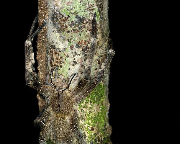 sm_EC1N1004 Specimen of the Wandering spider family, Tiputini rain forest, Yasuni National Park, Ecuador