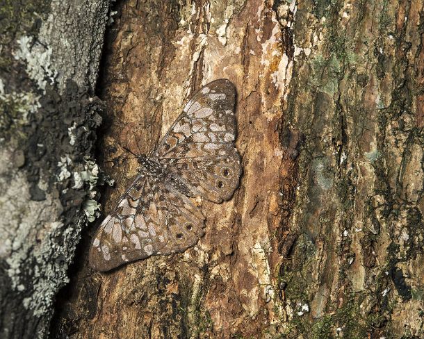 sm_camouflageN215 Butterfly of Hamadryas species perching well camouflaged on the trunk of a tree and feeding on sap, Jorupe Biological Reserve, tropical dry forest, Western...